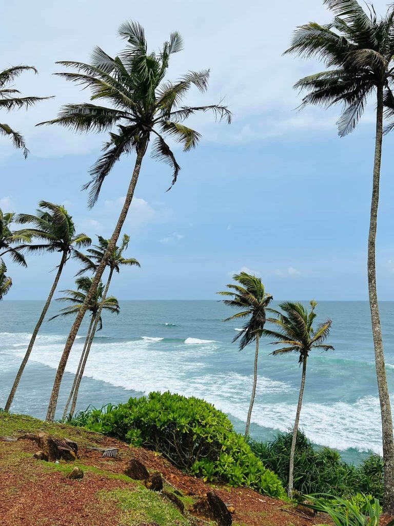 coconut-tree-hill