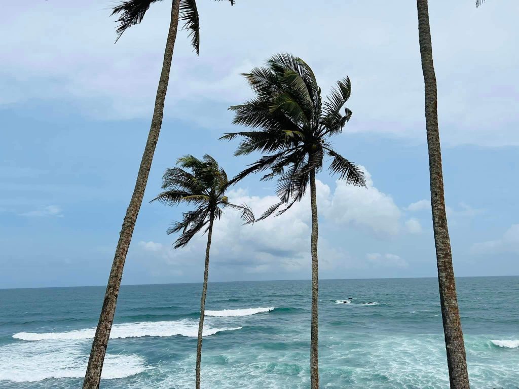 coconut-tree-hill